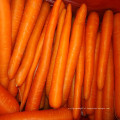 A Grade Chinese Fresh Carrot à venda